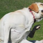 Does Jeyes Fluid Hurt Dogs