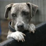 Does My Dog Have Separation Anxiety Quiz