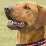 Does My Dog Have to Wear a Collar