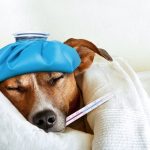 Does Piriton Make Dogs Sleepy