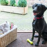 Haven Dog Friendly Caravans