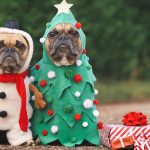 Haven Holidays Dog Friendly