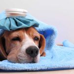 How Do Dogs Regulate Their Body Temp