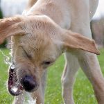 How Do Dogs Regulate Their Temperature