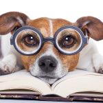 How Dogs Learn