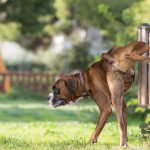 How Long Can a Dog Go Without Peeing