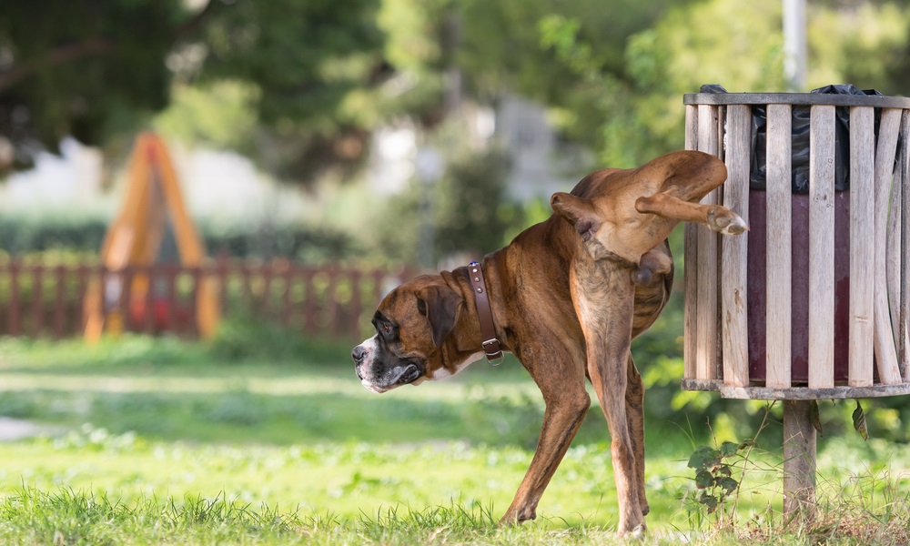 How Long Can a Dog Go Without Peeing