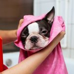 How Long Does Dog Grooming Take?
