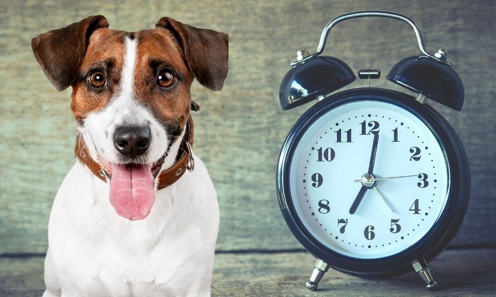 how-long-is-an-hour-for-a-dog-pet-help-reviews-uk