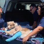 How Many Dogs Die in a Car Accident