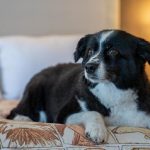 How Much Do Travelodge Charge for Dogs