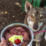How Much Raw Food to Feed Dog Uk