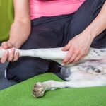 How Much to Repair Dogs Cruciate Ligament Uk