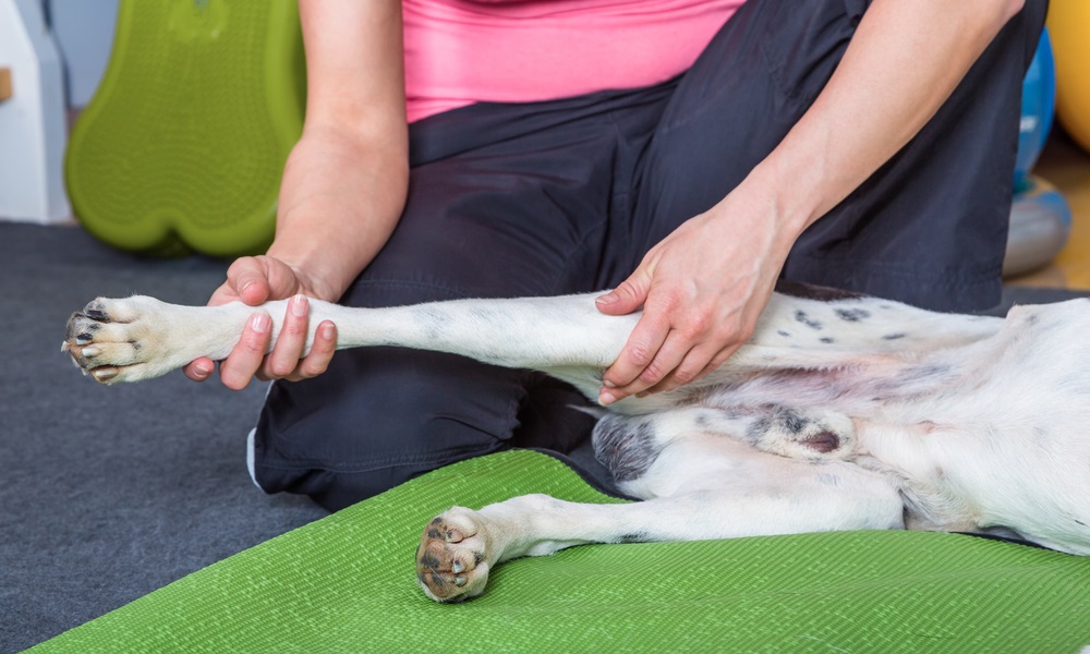 how-much-to-repair-dogs-cruciate-ligament-uk-pet-help-reviews-uk