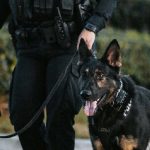 How to Become a Police Dog Trainer