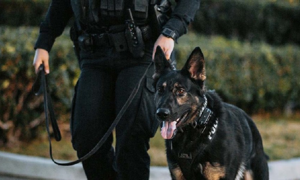 How to Become a Police Dog Trainer