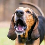 How to Complain About Dog Barking