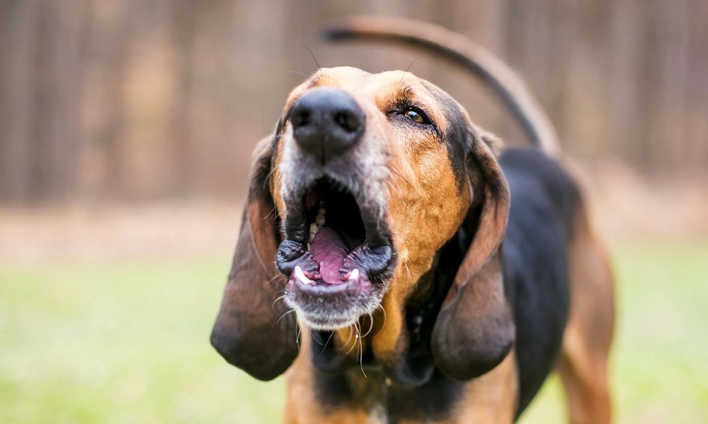 How to Complain About Dog Barking?