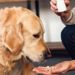 How to Euthanize a Dog With Over the Counter Drugs