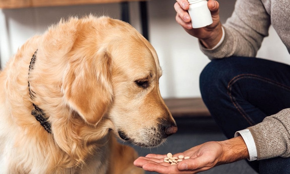 How to Euthanize a Dog With Over the Counter Drugs