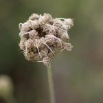 How to Get Sticky Seeds off Dog Fur