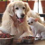 How to Introduce a Puppy to a Dominant Dog