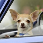 How to Keep a Dog Cool in the Car