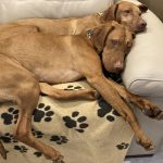 How to Keep Dog Cool at Night