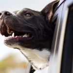 How to Keep Dog Cool in Car