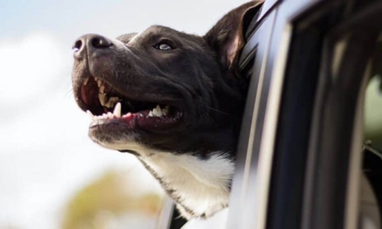 How to Keep Dog Cool in Car? – Pet Help Reviews UK