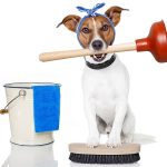 How to Keep House Clean When Dog is in Heat