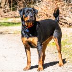 How to Report a Dangerous Dog Uk