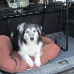 How to Secure Dog in Boot of Car