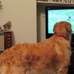 How to Stop Dog Barking at Tv