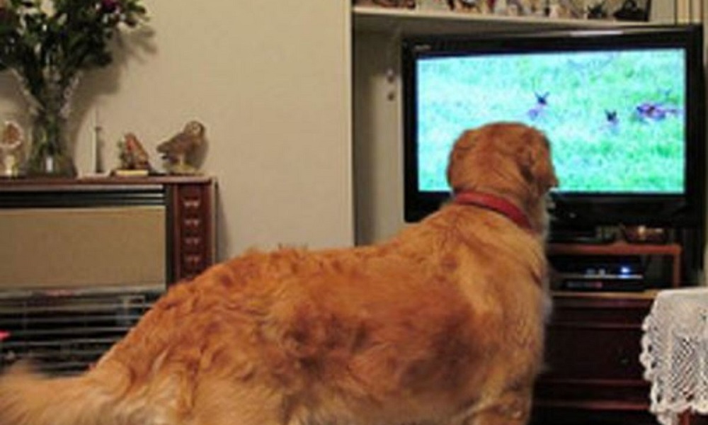 How to Stop Dog Barking at Tv