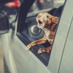 How to Stop Dog Barking in a Car