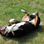 How to Stop Dog Rolling in Fox Poo
