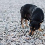 How to Stop Dogs Eating Stones
