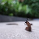 How to Stop My Dog Eating Slugs