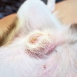 How to Stop Smegma in Dogs