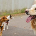 How to Train Your Dog to Ignore Other Dogs Uk