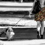 Is 20 Degrees Too Hot to Walk a Dog