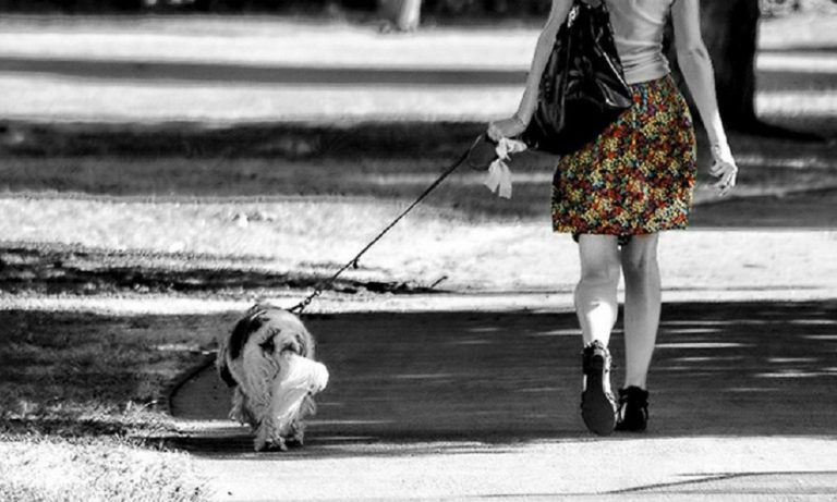 can i walk my dog in 20 degree weather