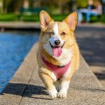 Is 25 Degrees Too Hot to Walk a Dog