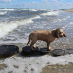 Is Aldeburgh Beach Dog Friendly