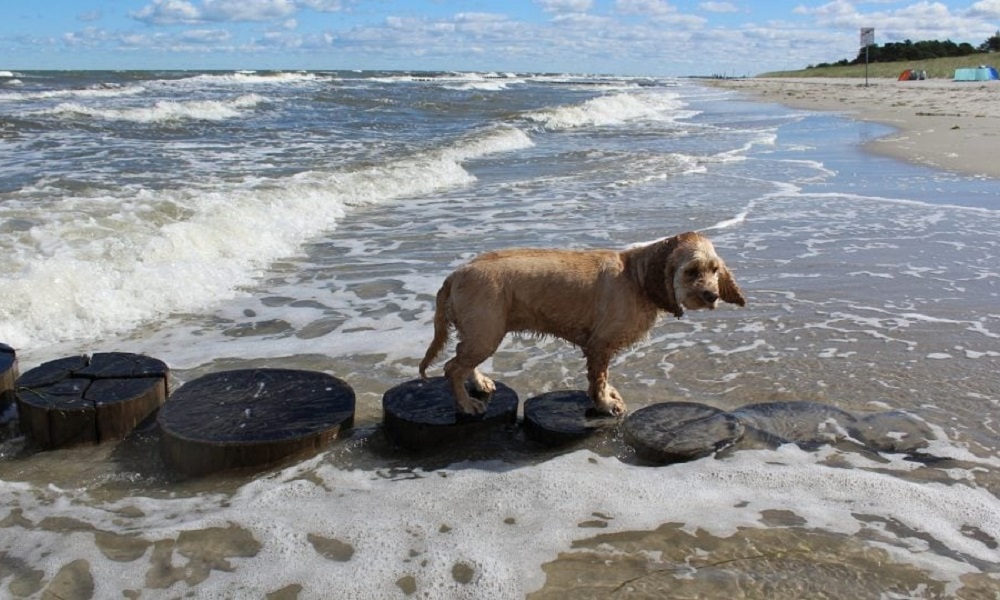 Is Aldeburgh Beach Dog Friendly