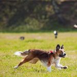 Is Bird Seed Bad for Dogs