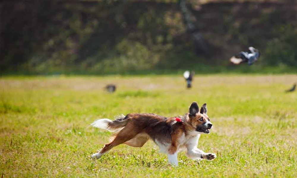 Is Bird Seed Bad for Dogs