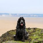 Is Bridlington Beach Dog Friendly
