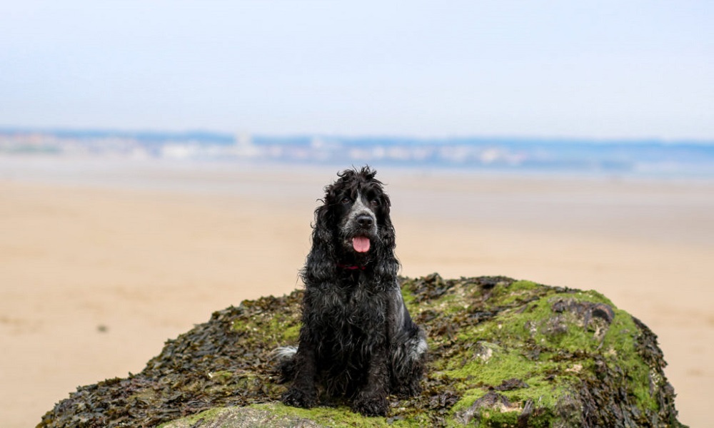 Is Bridlington Beach Dog Friendly